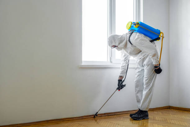 Best Flea Control Services  in Hoyt Lakes, MN