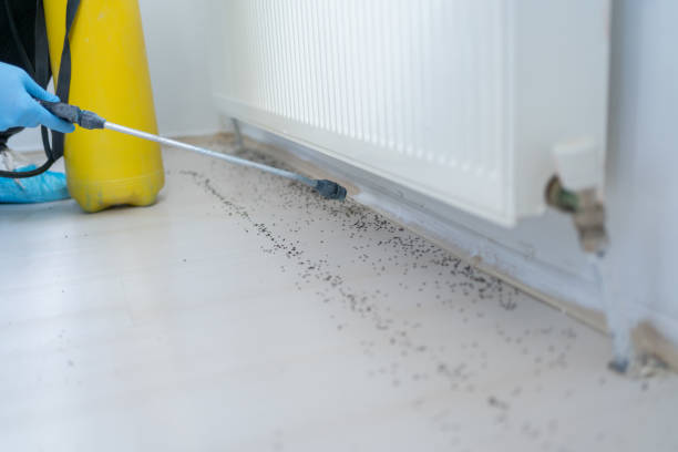 Best Pest Control for Homes  in Hoyt Lakes, MN