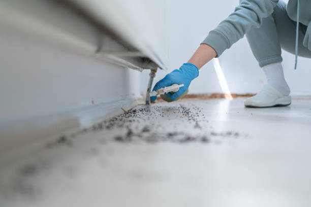 Best Exterminator Services  in Hoyt Lakes, MN